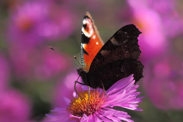 Butterfly (european peacock) — Stock Photo, Image