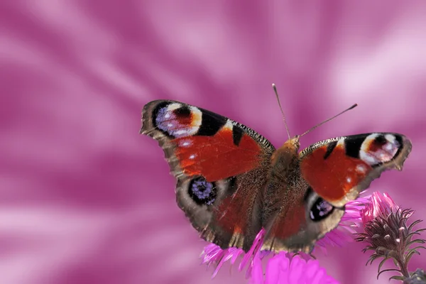 Метелик на хризантеми — стокове фото