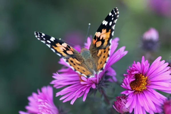 Motyl (Painted Lady) — Zdjęcie stockowe