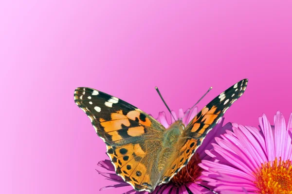 Różowy tło z motyl — Zdjęcie stockowe