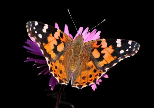 Schmetterling (gemalte Dame)) — Stockfoto