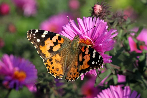Farfalla seduta sul fiore — Foto Stock