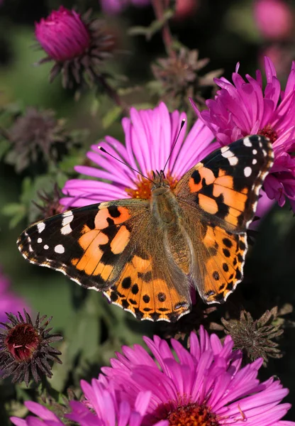 Butterfly on chrysanthemum — Zdjęcie stockowe