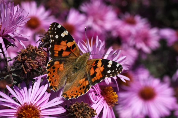 Butterfly sitting on chrysanthemum — Stock Photo, Image