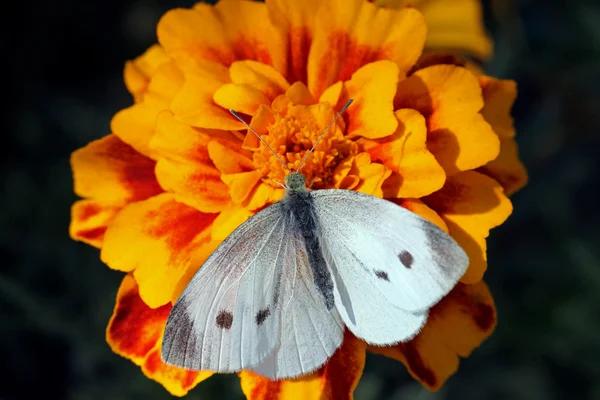 Motýl sedící na květině — Stock fotografie