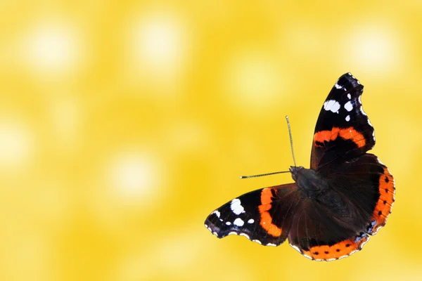 나비와 여름 배경 — 스톡 사진