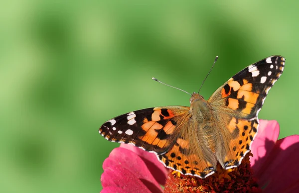 Pillangó (festett hölgy) — Stock Fotó