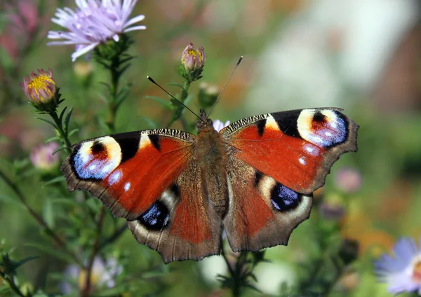 나비 (유럽 공작) — 스톡 사진