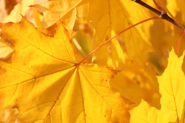 Vaahtera puu syksyllä — kuvapankkivalokuva