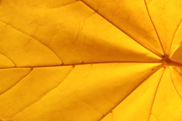 Foglia d'acero giallo — Foto Stock