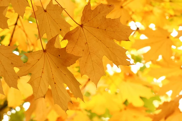 Кленовая листва — стоковое фото