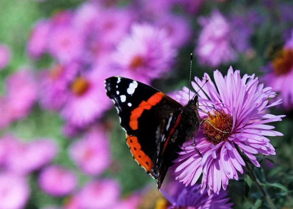 Papillon sur chrysanthème — Photo