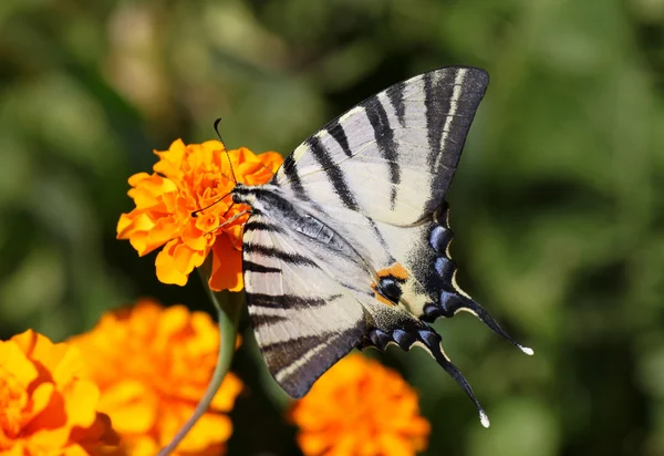 Motýl na květu měsíčku lékařského — Stock fotografie