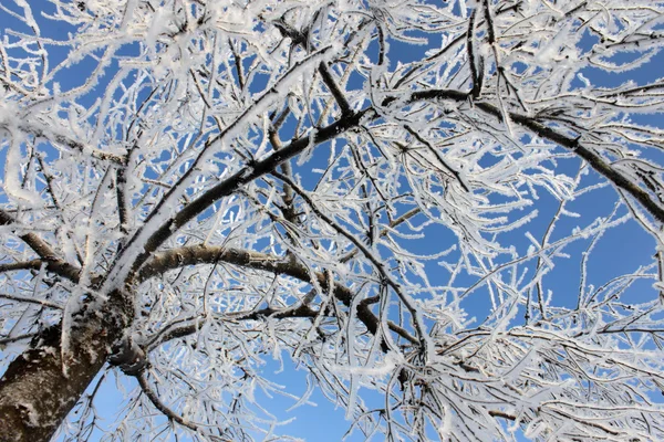 Tree at winter — Stock Photo, Image