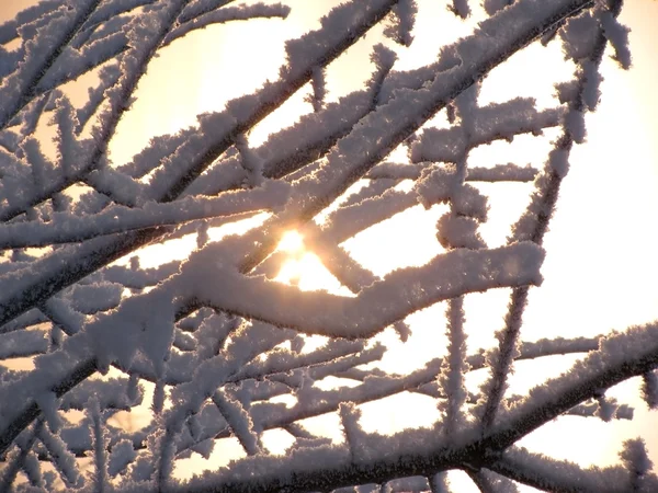 Зимовий ранок — стокове фото