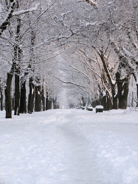 Park v zimě — Stock fotografie