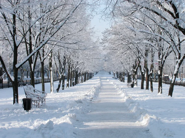 Snowy avenue — Zdjęcie stockowe