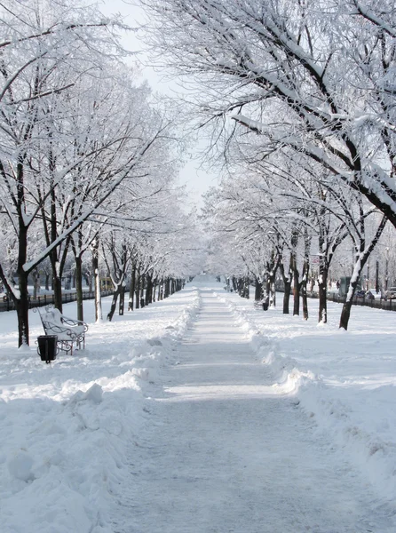 Avenue v zimě den — Stock fotografie