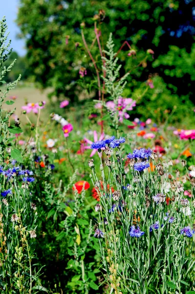 Kukurydziany niebieski kwiaty — Zdjęcie stockowe