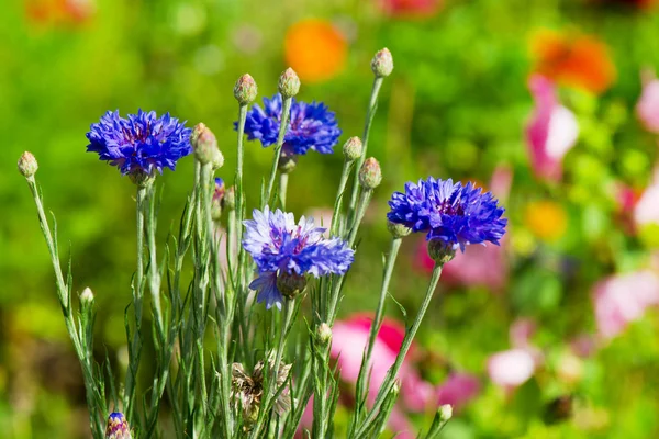 青色のトウモロコシの花 — ストック写真