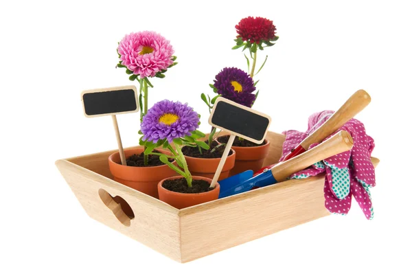Gardening with asters — Stock Photo, Image