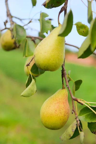 Mogna päron — Stockfoto