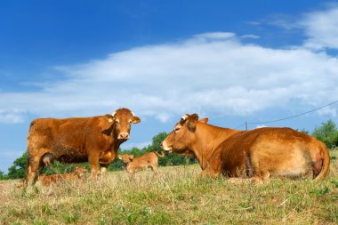 Brown Limousin cows clipart