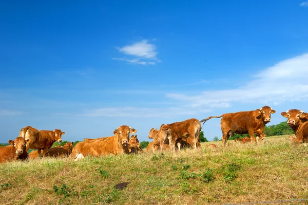 Vacas de Limousin castanhas — Fotografia de Stock