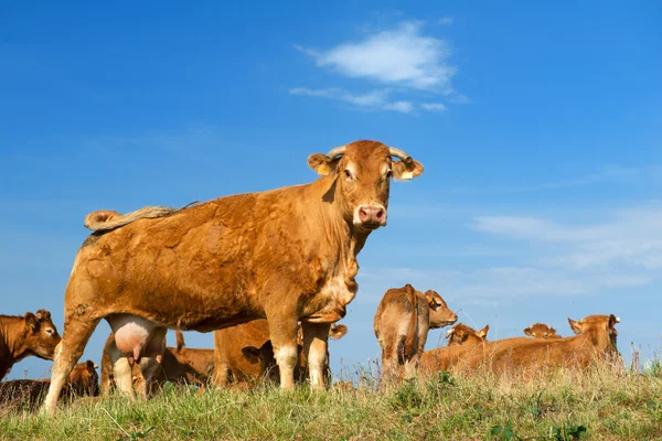 Brown Limousin cows — Stock Photo, Image
