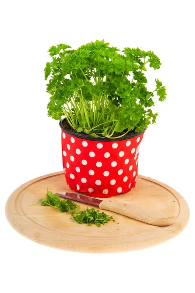Fresh parsley plant and knife — Stock Photo, Image