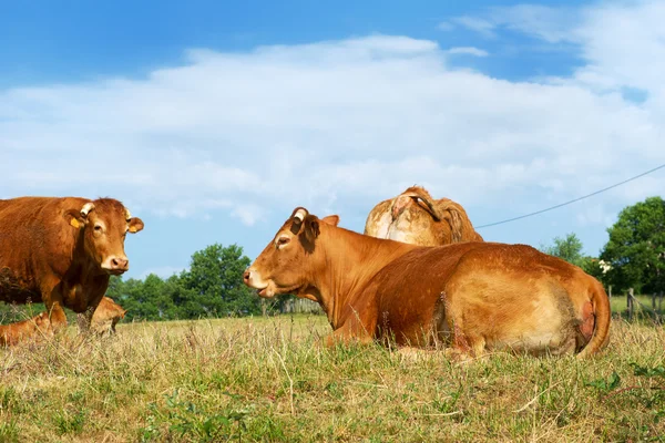 Brown Limousin cows — Stock Photo, Image