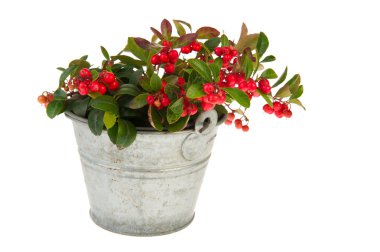 Gaultheria in bucket clipart