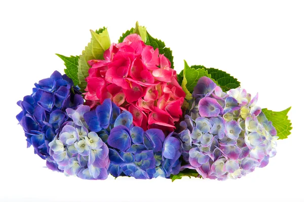 Hortensja niebieski i różowy — Zdjęcie stockowe