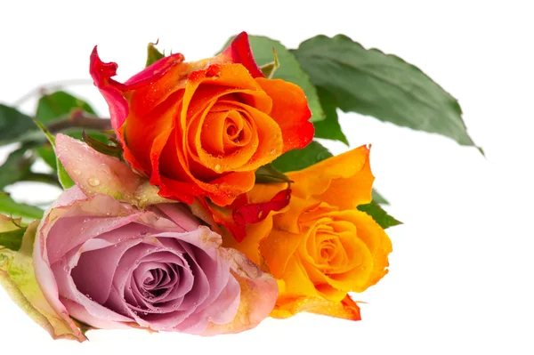 Bukett rosor i olika färger — Stockfoto