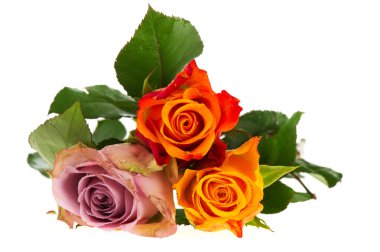 Bouquet roses in various colors clipart