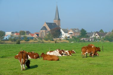 Brown white cows in Dutch meadows clipart