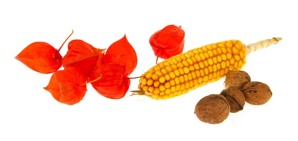Japonské lucerny kukuřice a vlašské ořechy — Stock fotografie