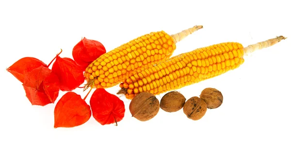 Japonské lucerny kukuřice a vlašské ořechy — Stock fotografie