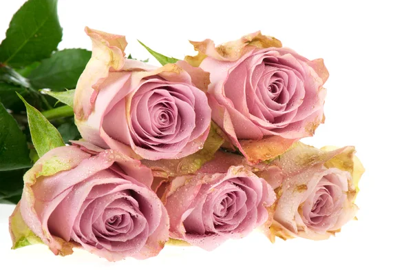 Fioletowe róże — Zdjęcie stockowe
