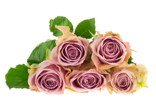Trandafiri violet — Fotografie, imagine de stoc