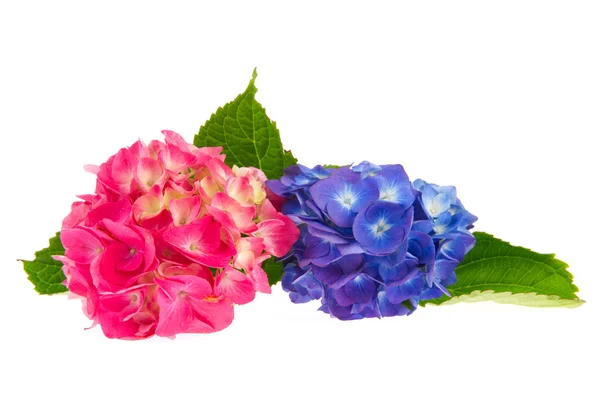 Hydrangée rose et bleue — Photo