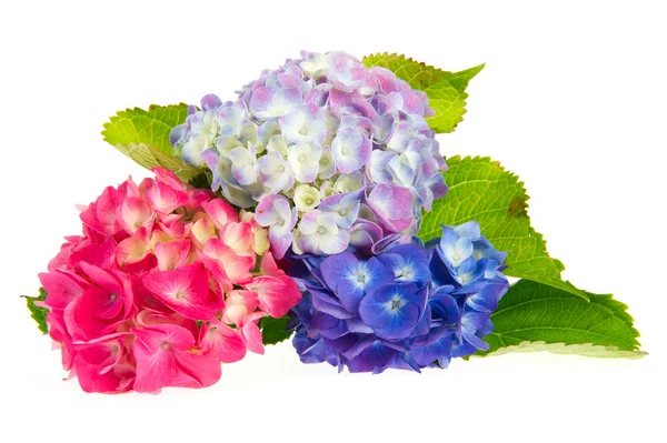 Roze en blauwe hortensia 's — Stockfoto