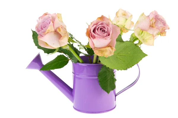 Purple roses in watering can — Stock Photo, Image