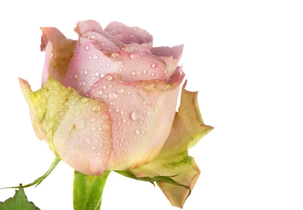 Romantic purple rose — Stock Photo, Image
