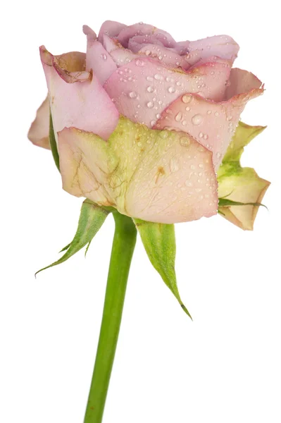 Rosa púrpura romántica —  Fotos de Stock