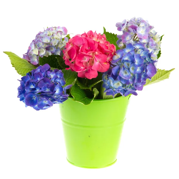 Blaue und rosa Hortensien — Stockfoto