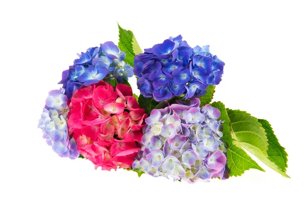 Blauwe en roze hortensia — Stockfoto