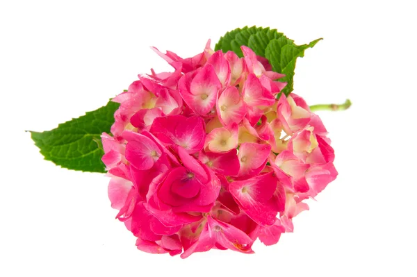 Roze hortensia — Stockfoto