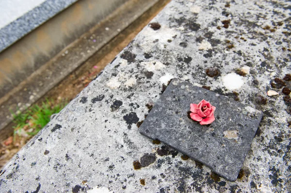 Роза на могилі — стокове фото