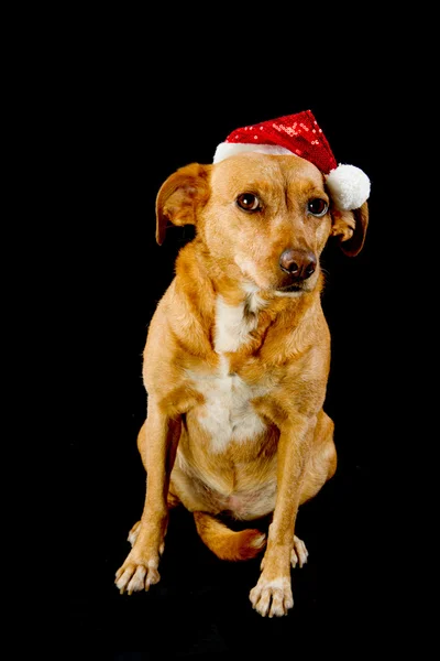 Mutlu Noel köpek — Stockfoto